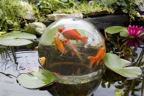 Outside Fishbowl | Backyard water feature, Water garden, Ponds backyard