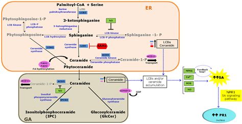 Frontiers | Deciphering the link between salicylic acid signaling and sphingolipid metabolism ...