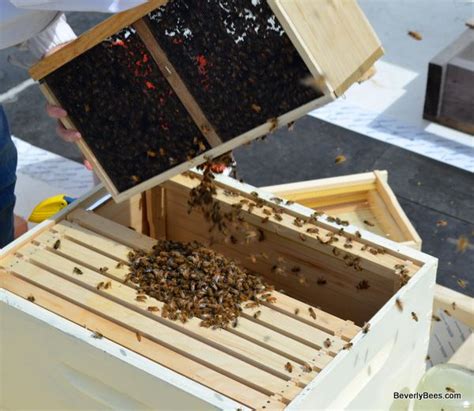 Installing Package Bees In A Rooftop Hive Named Willow - Beverly Bees | Langstroth hive, Bee ...