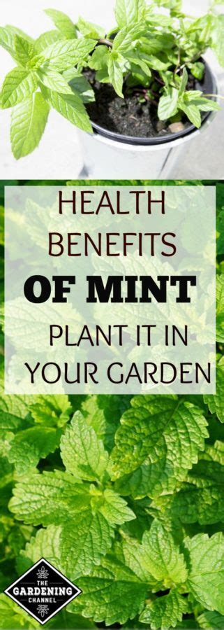 Health Benefits of Mint - Gardening Channel