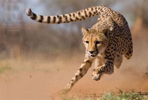 Cheetah running | Cheetah pictures, Animals wild, Animal action