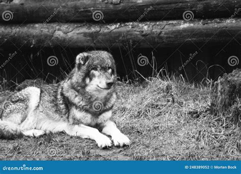 Wolf Resting in Front of Cave Stock Photo - Image of white ...