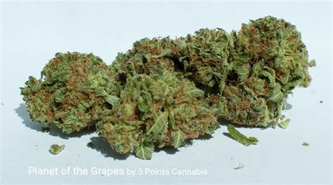 Planet of the Grapes by 5 Points Cannabis - Puff The Magic