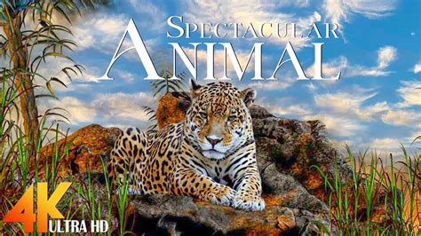 Wild Animals 4K - Relax With Wildlife Film On Soothing Piano Music To ...