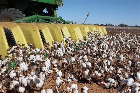 Decent cotton harvest expected for High Plains