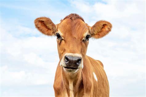 Jersey Cow: Identification, Care, and a Brief Breed History