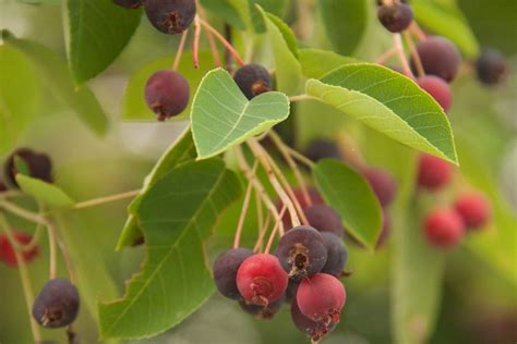 Fruit Allegheny serviceberry blueberry flavored tree LIVE PLANT Edible berries - Fruits