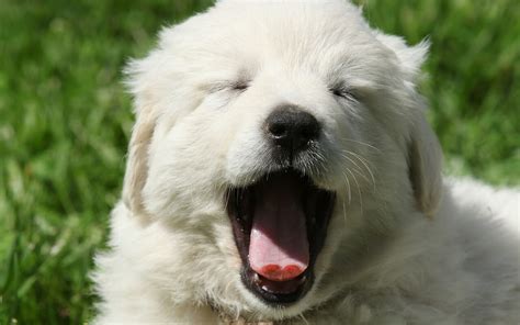 Want a Great Pyrenees puppy? Here's what you need to know. | It's Dog or Nothing