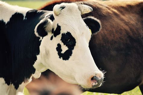 Cara Memelihara Sapi Perah Dewasa | Budidaya