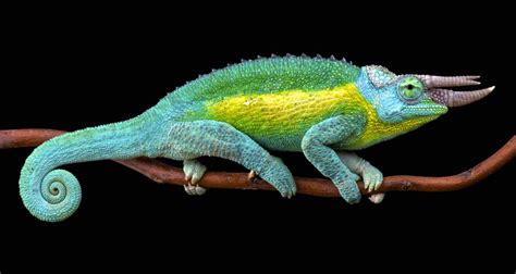 Jackson's Chameleon (Trioceros jacksonii) | about animals