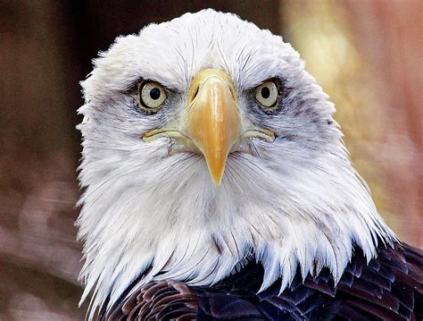 Eagle Eyes Photograph by Frank Vargo