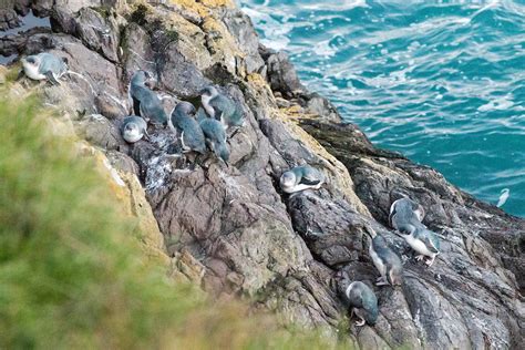 New Zealand Penguins: Where to See These Gorgeous Birds in the Wild