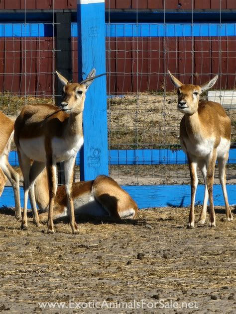 Blackbuck antelope for Sale