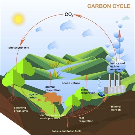 Carbon Cycle notes in Hindi & English