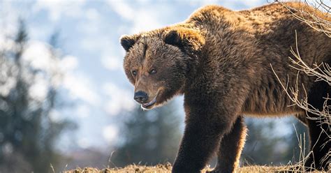 A Journey Through the Alaska Wildlife Conservation Center | ALASKA.ORG