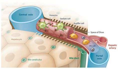 Schematic of the hepatic sinusoid. The sinusoid is a fenestrated... | Download Scientific Diagram