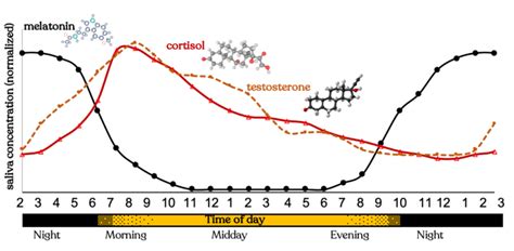 Science of how your hormones impact your sleep & wake – Somn