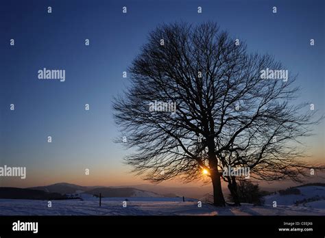 Black Forest in the winter Stock Photo - Alamy