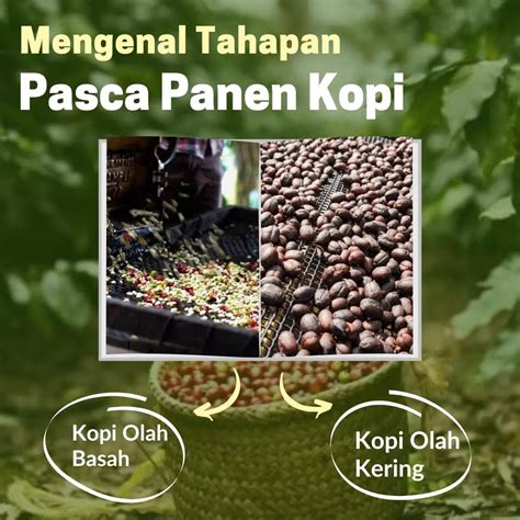 Mengenal Tahapan Pasca Panen Kopi