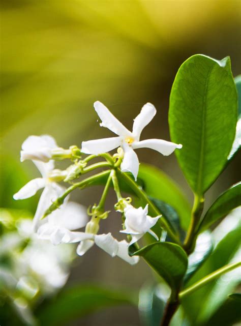 Indian jasmine - Planting, Growing, Care