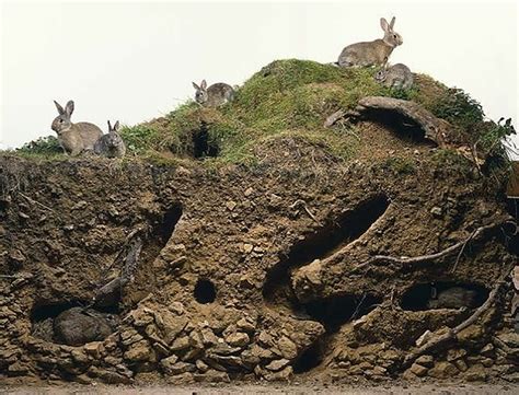 Down the rabbit hole - a typical rabbit burrow [1400x1068] : r ...