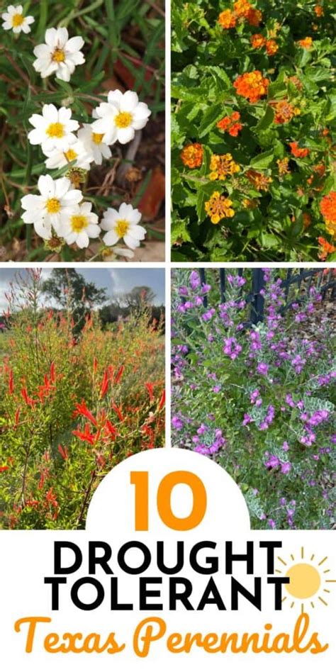 Top 10 Drought Tolerant Perennials for Texas - Native Backyards