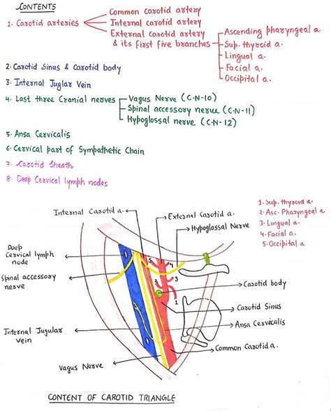 Contents of Carotid Triangle.