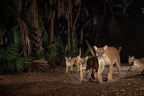 How America’s most endangered cat could help save Florida