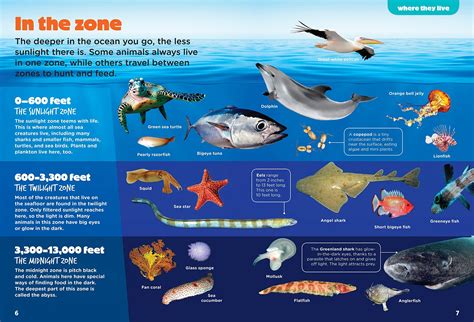 Ocean Zones For Kids