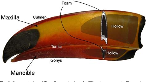 Figure 1 from Mechanical behavior of prosthesis in Toucan beak (Ramphastos toco) | Semantic Scholar