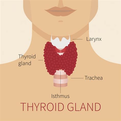 The Thyroid Gland | Queensland Health