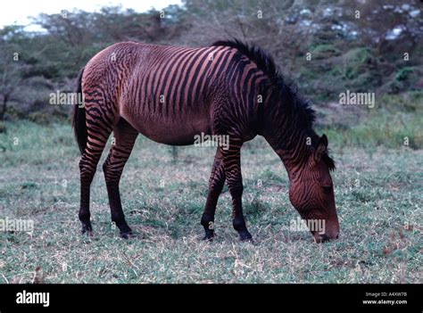 Zebra horse cross hi-res stock photography and images - Alamy