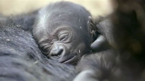 Baby gorilla makes public debut at San Diego Zoo - ABC7 San Francisco