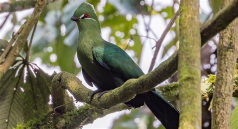 Discover the Top 10 birds in Bwindi Forest