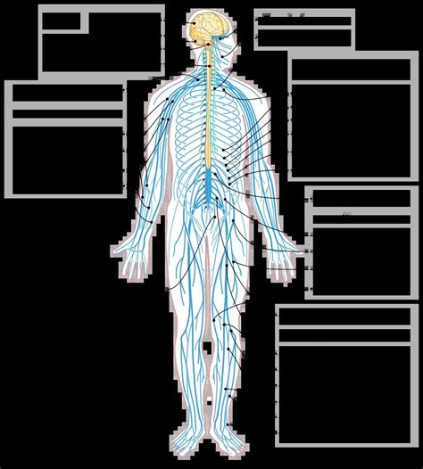 Human Body Back Nerves