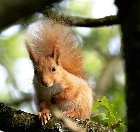 Red Squirrels | Flickr