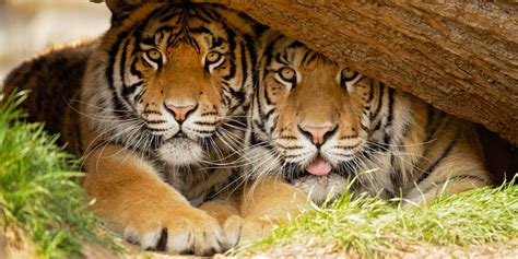 What Are the Threats to Our Tigers’ Survival? – My planet blog