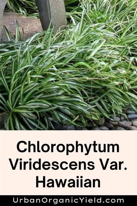 11 Varieties Of Chlorophytum Plants (Spider Plants) | UrbanOrganicYield.com