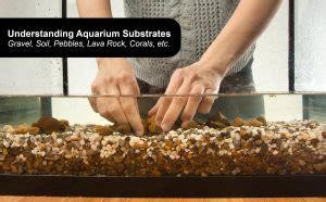 Best Aquarium Substrate: Guide to Gravel, Sand, Soil & More - Fish Laboratory