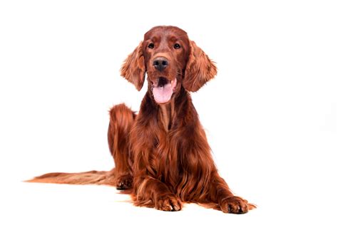 Red Dog Breeds | The Smart Dog Guide