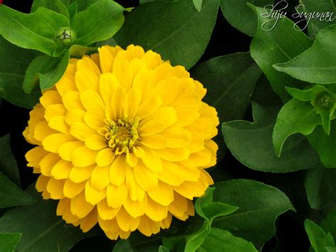 Yellow zinnia | Yellow... | Pinterest