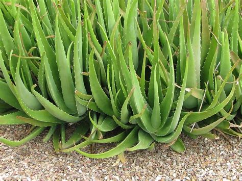 40 Uses for Aloe Vera - Growin Crazy Acres