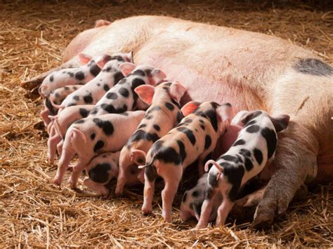 Best Sow And Piglets Stock Photos, Pictures & Royalty-Free Images - iStock