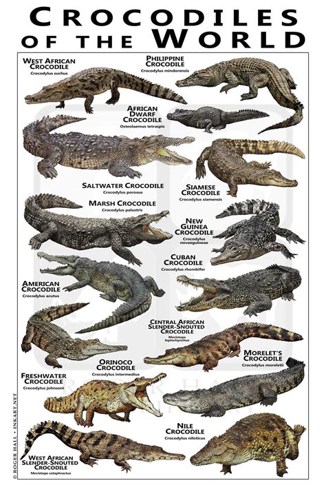 Crocodiles of the World Poster / Field Guide - Etsy | Saltwater crocodile, Crocodiles, Types of ...