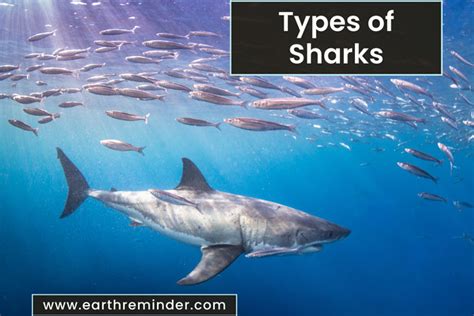 Different Types of Sharks | 21 Shark Species With Pictures