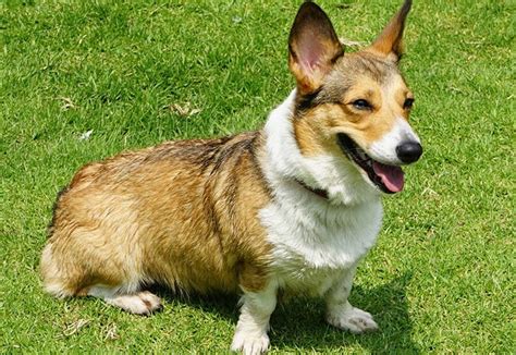 Tips & Tools To Potty Train Your Corgi Yorkie Mix