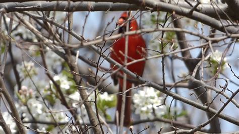 Male Cardinal Singing - YouTube