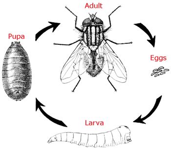 Draw and label the life cycle of a fly.