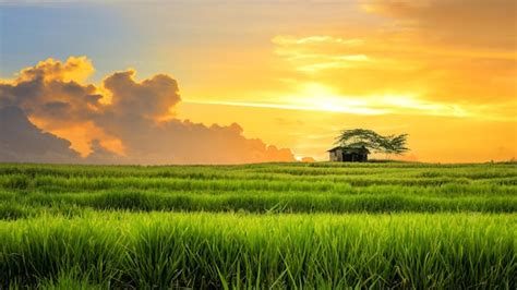 Premium Photo | Paddy field Landscape in beautiful day and sky