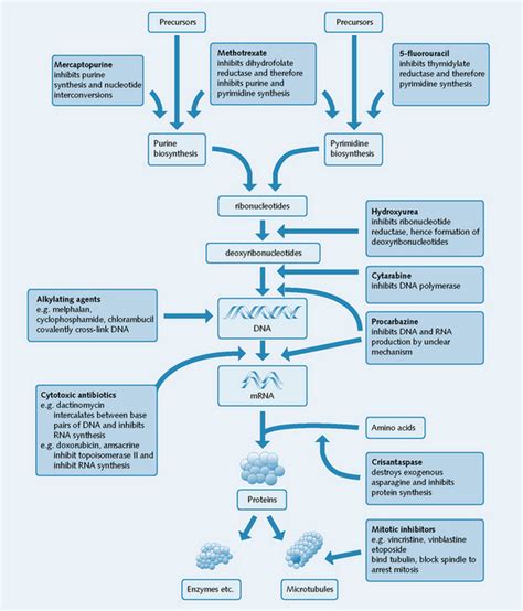 Cancer | Basicmedical Key